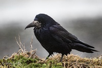   Corvidae